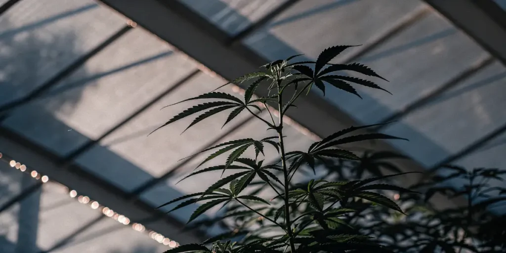 Close-up of a cannabis plant growing inside a greenhouse with natural light.