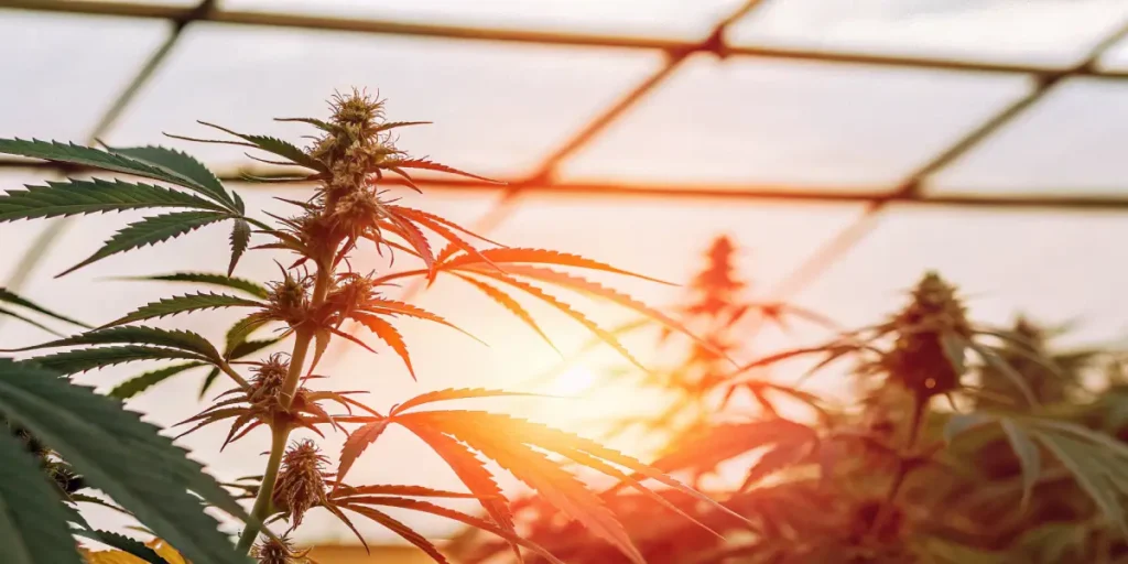 Cannabis plant in a greenhouse with warm sunset lighting.