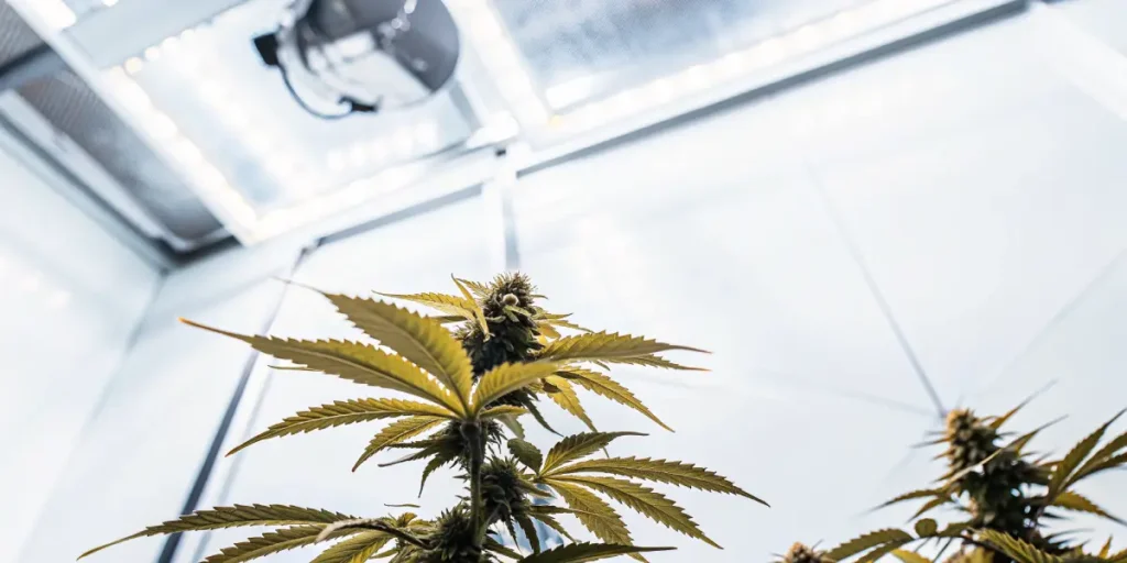 Cannabis plant growing indoors under HPS grow lighting.