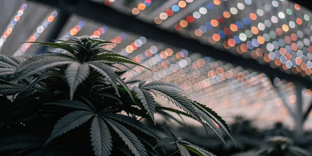 Close-up of a cannabis plant under colorful LED lights inside a greenhouse.
