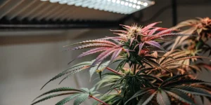 close-up of a cannabis plant under LED grow lights with vibrant purple and red leaves