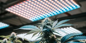 Close-up of a cannabis plant growing under LED grow lights indoors