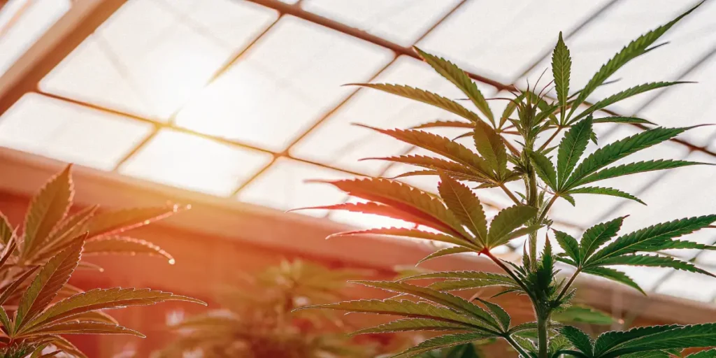 Cannabis plant illuminated by warm sunset light inside a greenhouse.