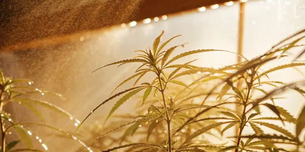Cannabis plants in a greenhouse misted with irrigation under golden light