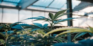 Cannabis plants growing inside a greenhouse under natural sunlight.
