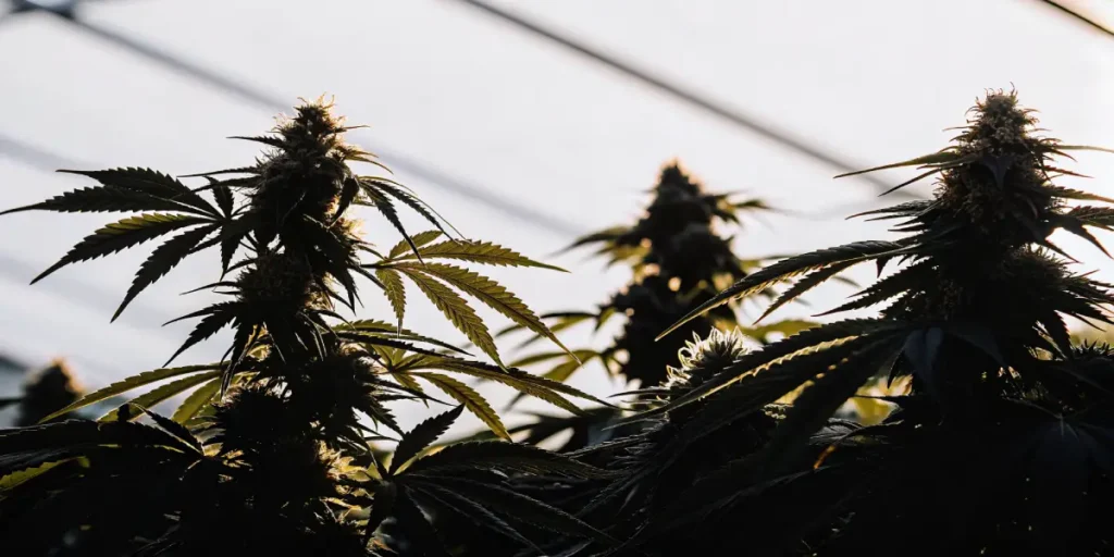 Silhouette of cannabis plants with flowering buds against sunlight in greenhouse.