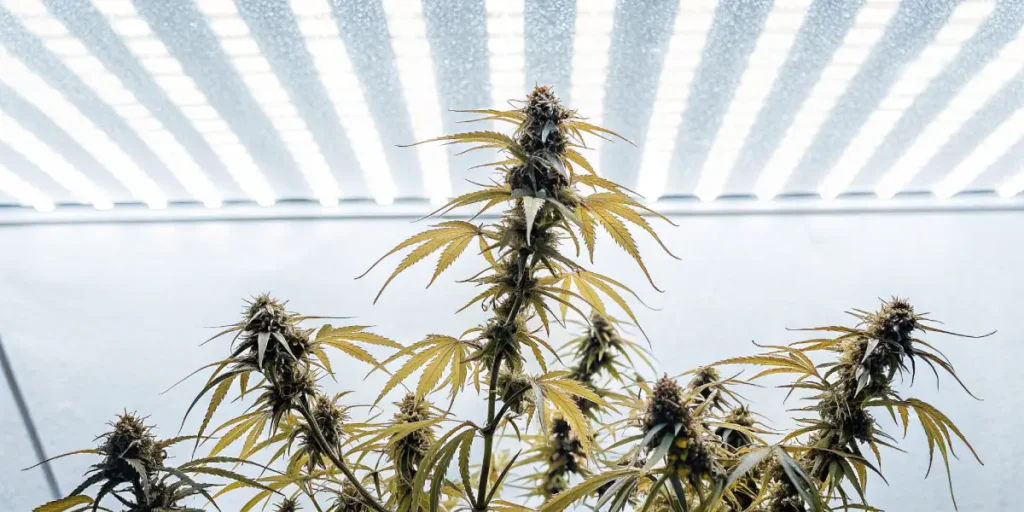 Cannabis plants growing indoors under LED grow lights with visible buds and leaves.