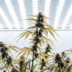 Cannabis plants growing indoors under LED grow lights with visible buds and leaves.
