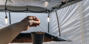 Hand planting a cannabis seedling into soil inside a grow tent with LED lights.