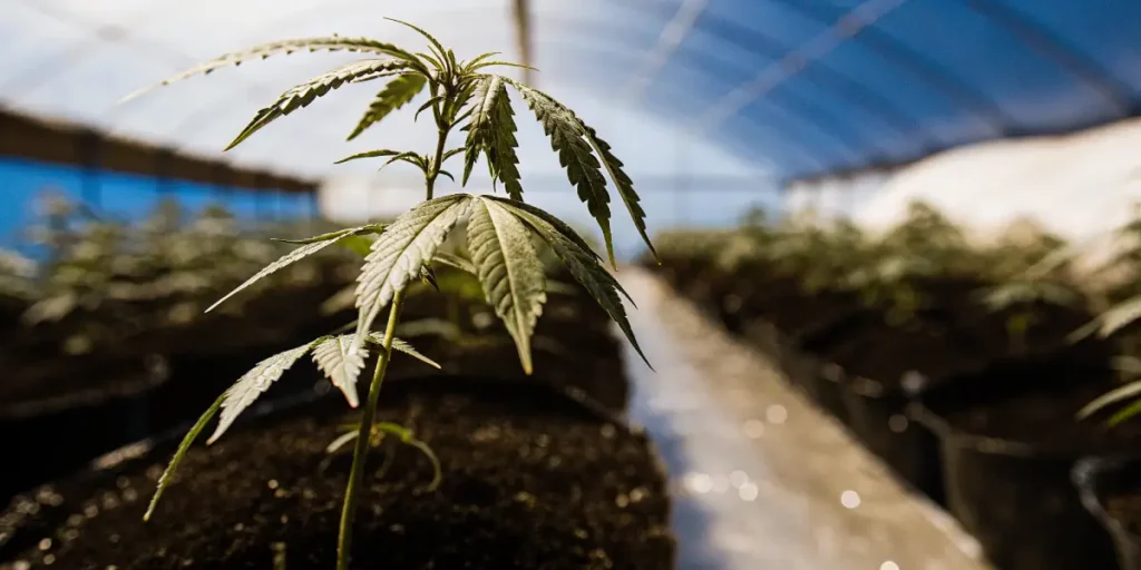 Cannabis seedling growing under blue light in a greenhouse.