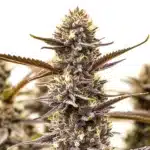 Cat Piss avec un bourgeon compact violet foncé couvert de trichomes et pistils crème.