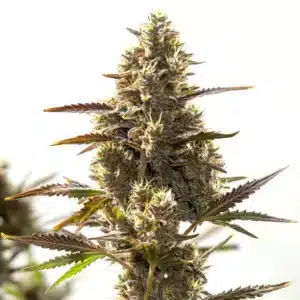 Close-up of CBD Auto cannabis bud covered in trichomes on a white background.