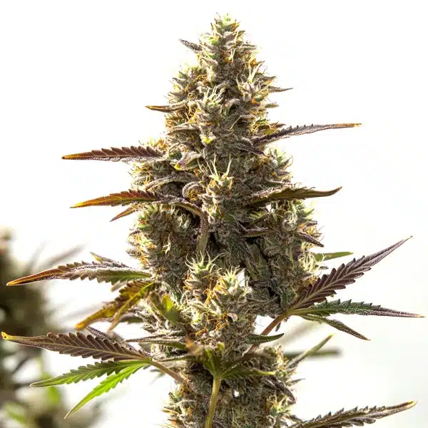 Close-up of CBD Auto cannabis bud covered in trichomes on a white background.