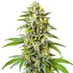 Frosty CBD Cookies Auto cannabis flower with orange pistils and dense resin.