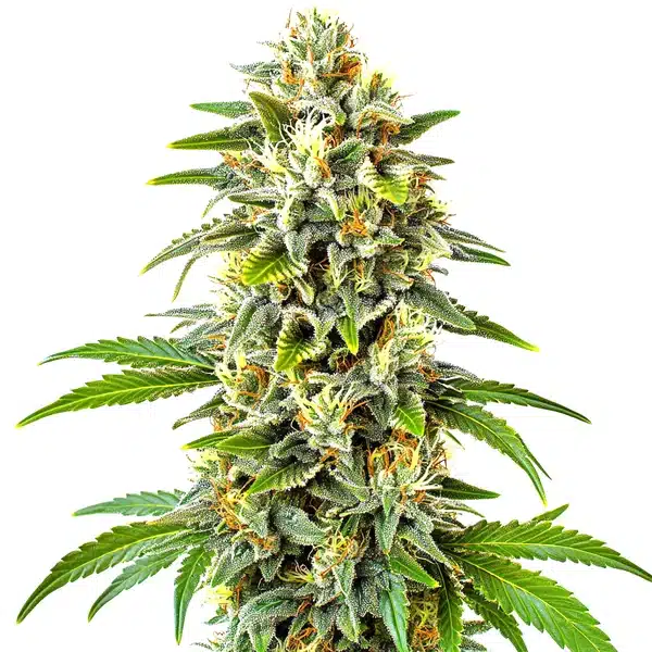 Frosty CBD Cookies Auto cannabis flower with orange pistils and dense resin.