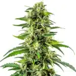 Tall CBD Haze Auto flower with sativa-style structure and crystal-covered buds.