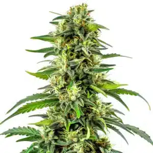 Tall CBD Haze Auto flower with sativa-style structure and crystal-covered buds.