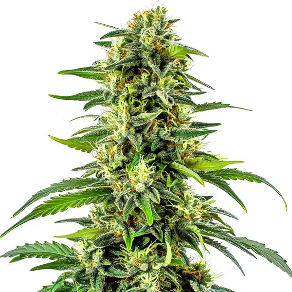 Tall CBD Haze Auto flower with sativa-style structure and crystal-covered buds.