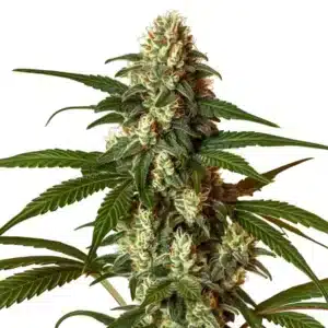 CBG Coke montrant un bourgeon compact vert foncé à trichomes épais et feuilles larges.