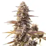 Cherry Pie OG Auto bud with purple hues and crystal trichomes.