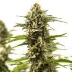 Cinderella 99 x Purple Kush bud with frosty trichomes and deep violet sugar leaves.