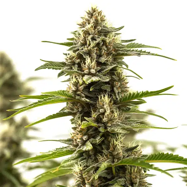 Cinderella 99 x Purple Kush bud with frosty trichomes and deep violet sugar leaves.