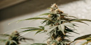 Close-up of a cannabis bud with resinous trichomes under indoor lighting.