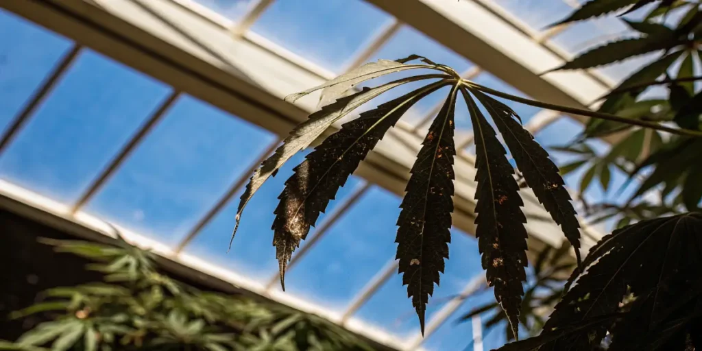 Cannabis leaf with visible damage and discoloration under greenhouse light.