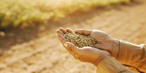 Hands holding drought-resistant cannabis seeds in warm sunlight.