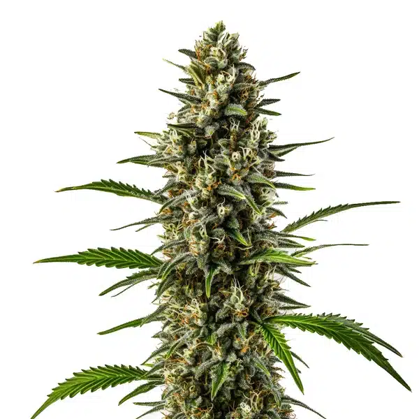 Early Skunk OG Kush montrant un cola allongé vert foncé avec trichomes épais et feuilles étroites.