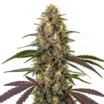 French Cookies avec cola résineux mêlant verts, violets et pistils orange lumineux.