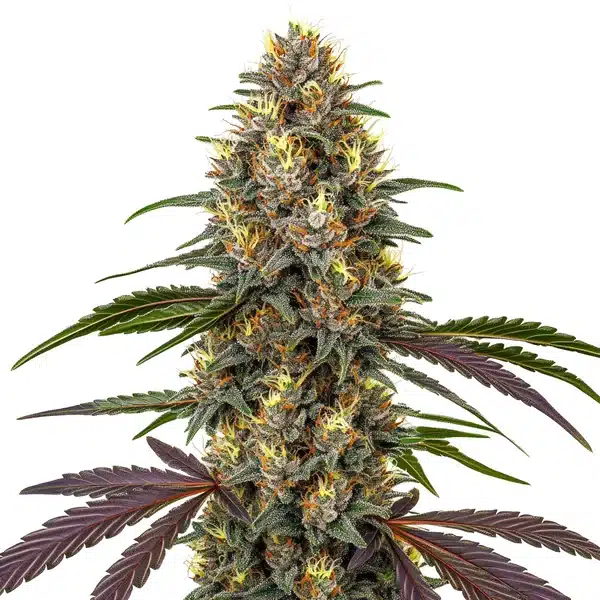 French Cookies avec cola résineux mêlant verts, violets et pistils orange lumineux.