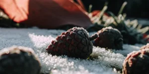 Frost-covered cannabis seed on snowy ground.