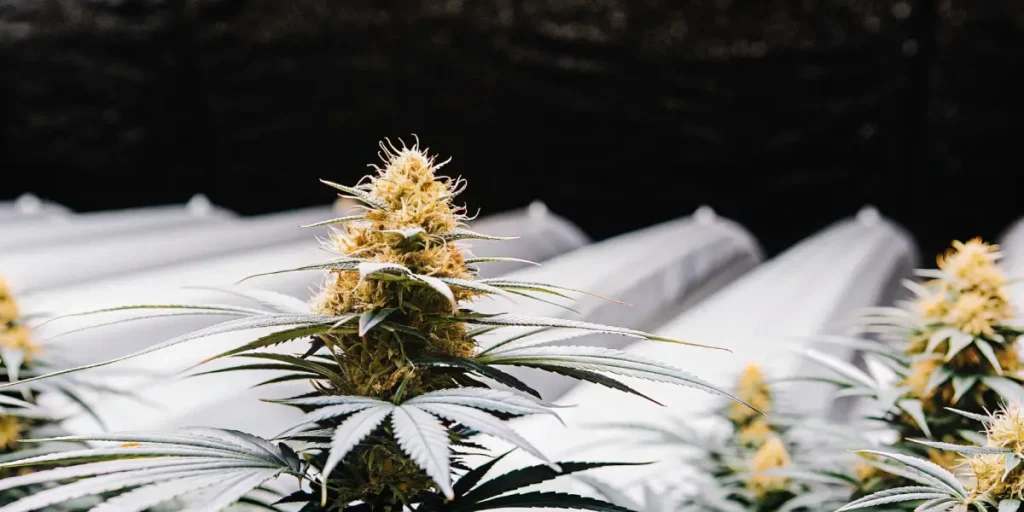 Frosty cannabis bud with orange hairs growing in greenhouse conditions.