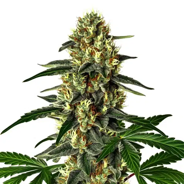 Future #1 Auto cannabis bud with intense trichome coverage and compact flower structure.