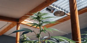 Close-up of a healthy cannabis plant growing in a modern greenhouse with natural sunlight.