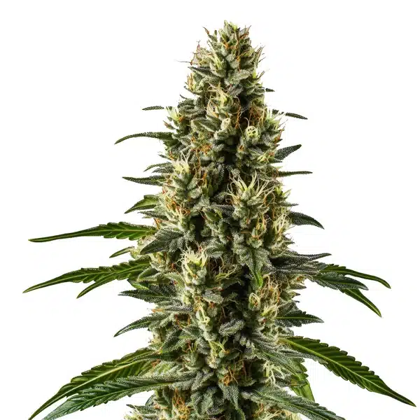 Herijuana présentant un bourgeon massif couvert de trichomes blancs et pistils crème.