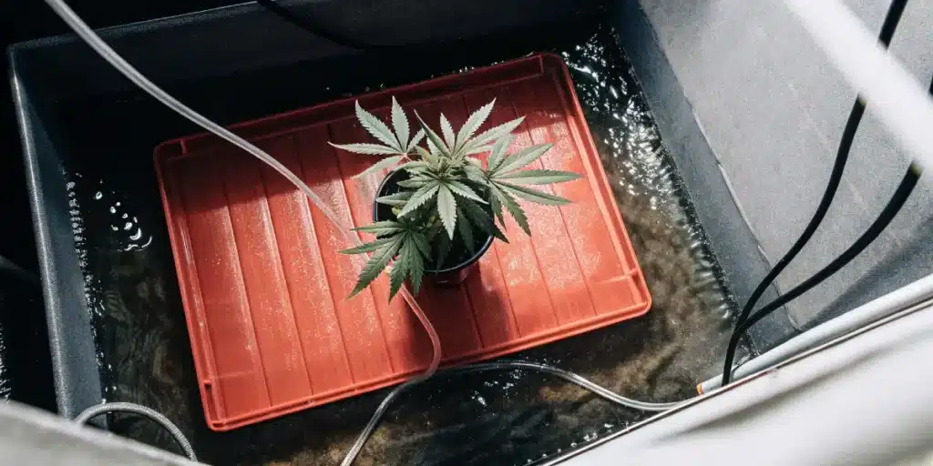 Overhead shot of a cannabis plant growing in a hydroponic container with tubing.