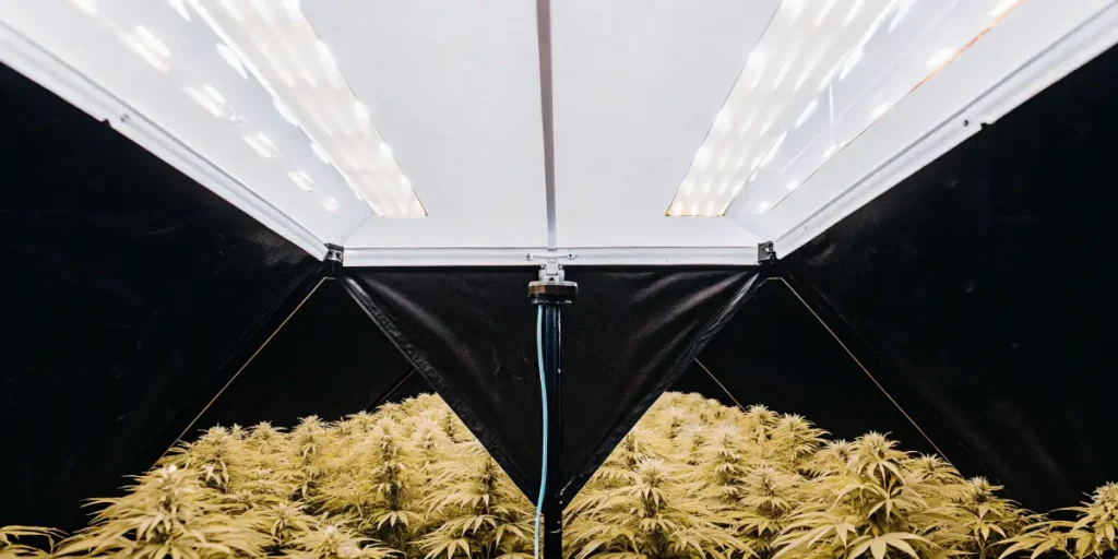 High-tech indoor grow tent filled with cannabis plants under strong LED lighting.