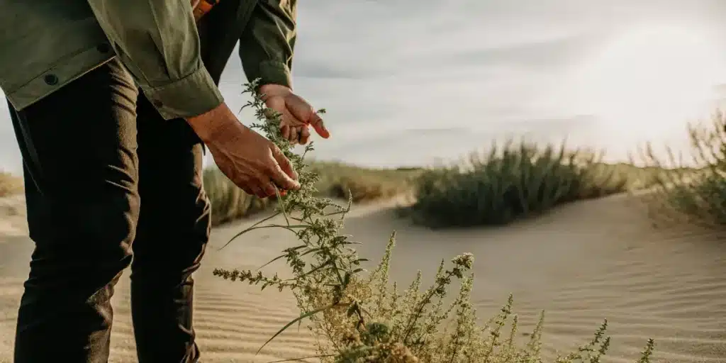 Person inspecting a drought-tolerant cannabis plant in sandy desert soil