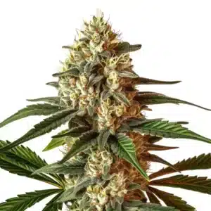 Kush Mints Auto frosty cannabis bud with mint-green tones.