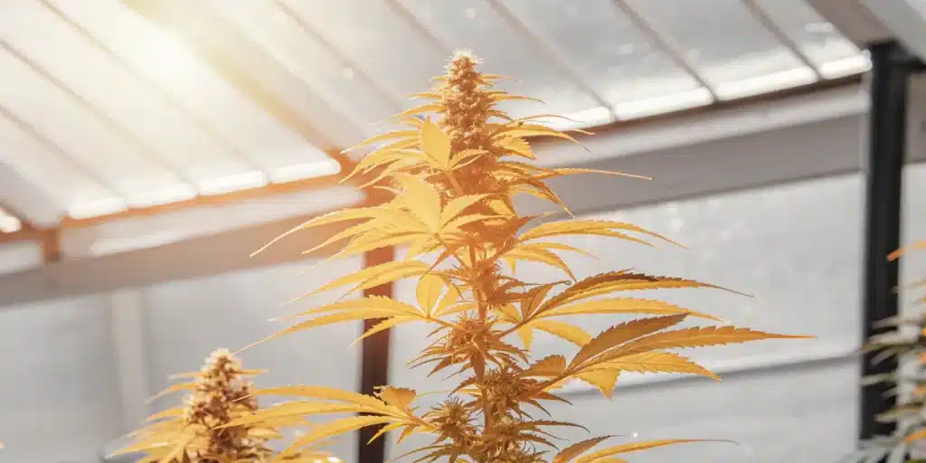 Mature cannabis plant with golden leaves inside a greenhouse.