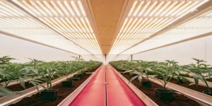salle moderne de culture intérieure de cannabis avec éclairage LED et jeunes plants alignés