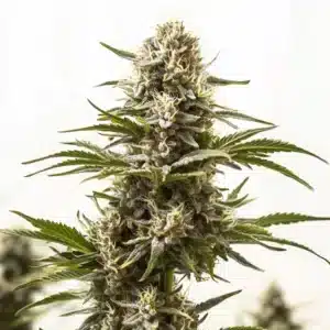 Northern Lights x Mazar cannabis bud with sticky trichomes and lush green foliage.