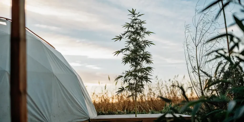 Outdoor cannabis plant standing tall at dusk beside a greenhouse dome.