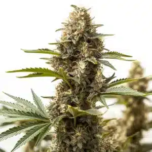 Peyote Super Lemon Haze flower showing frosty trichomes and lemon-colored pistils.