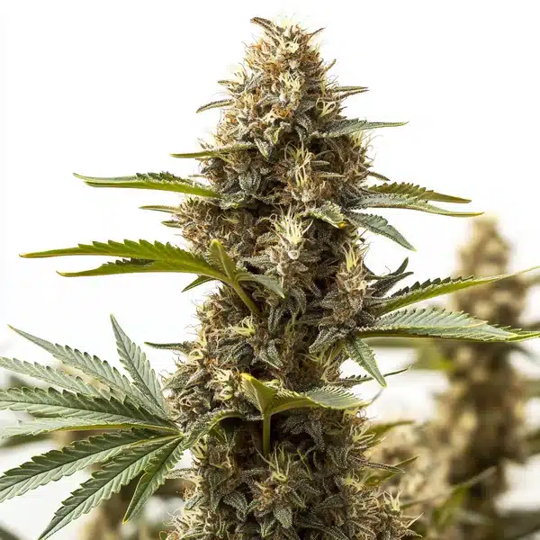 Peyote Super Lemon Haze flower showing frosty trichomes and lemon-colored pistils.