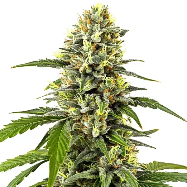 Platinum OG avec un cola compact riche en trichomes argentés et pistils jaunes.