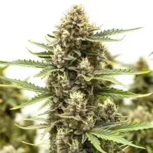 Close-up of Presidential OG showcasing dense buds and thick resin glands.