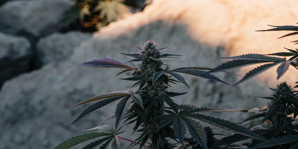 Rare landrace cannabis plant with purple leaves and frosty buds.